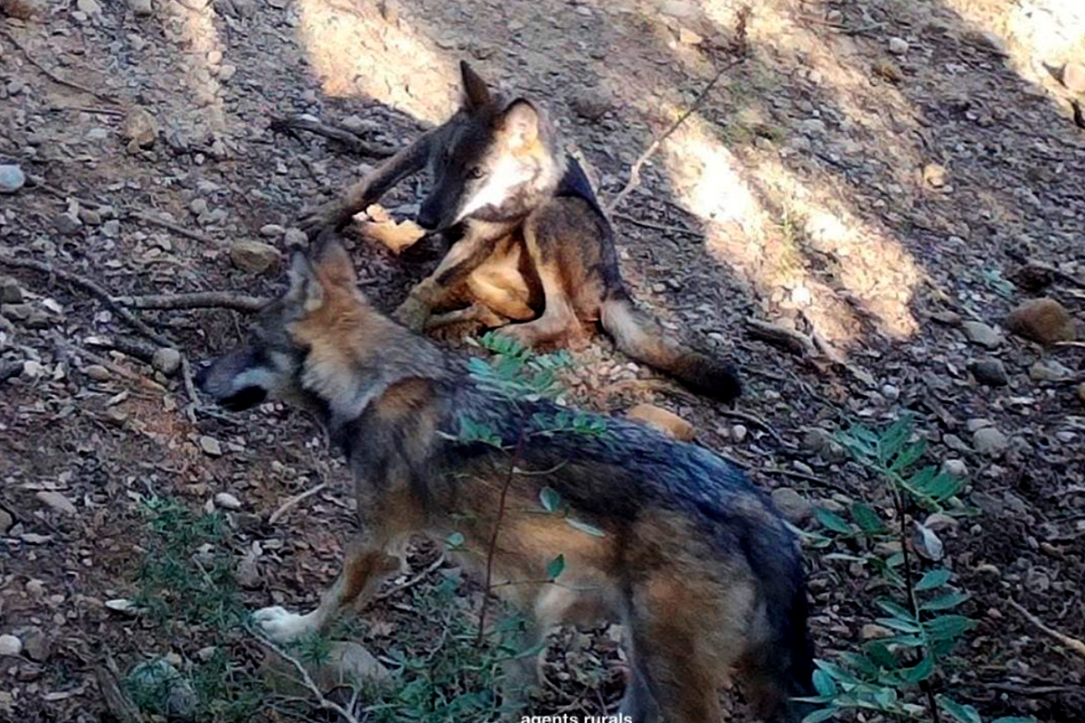 La sobrepoblación de jabalíes reabre el debate sobre el lobo: “Incompatible con la ganadería” frente al “deber ético de recuperar una especie autóctona y depredadora”